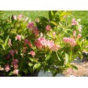 Weigela 'All Summer Peach'