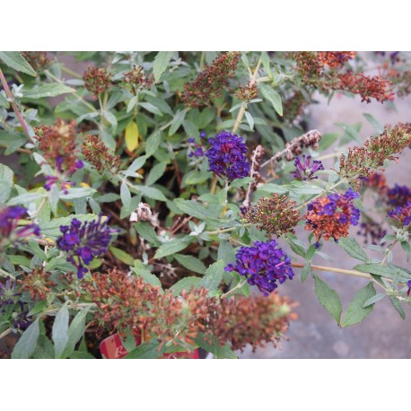 Buddleja 'Summer Midnight Blue' ®