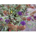 Buddleja 'Summer Midnight Blue' ®