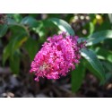 Buddleja davidii 'Summer Beauty' - arbres aux papillons, buddleia de David,