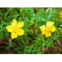 Hypericum 'Rowallane' - Millepertuis