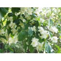 Philadelphus inodorus 'Grandiflorus' - Seringat