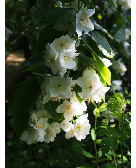 Philadelphus inodorus 'Grandiflorus' - Seringat