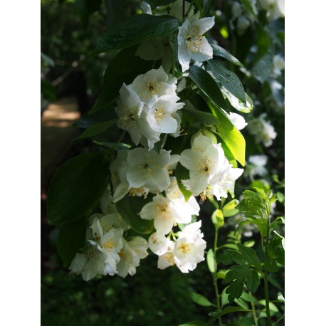 Philadelphus inodorus 'Grandiflorus' - Seringat