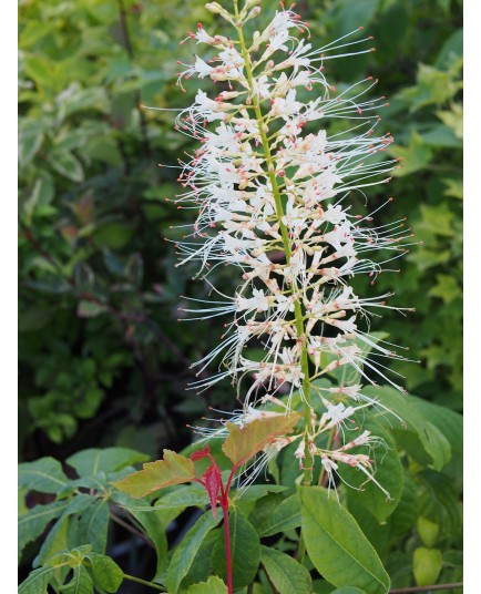 Aesculus parviflora -marronniers nains, pavier