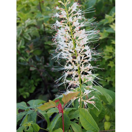 Aesculus parviflora -marronniers nains, pavier