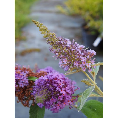 Buddleja 'Summer Bird Violet' ®