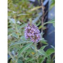 Buddleja 'Summer Sky Blue' ®