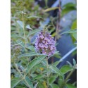 Buddleja 'Summer Sky Blue' ®