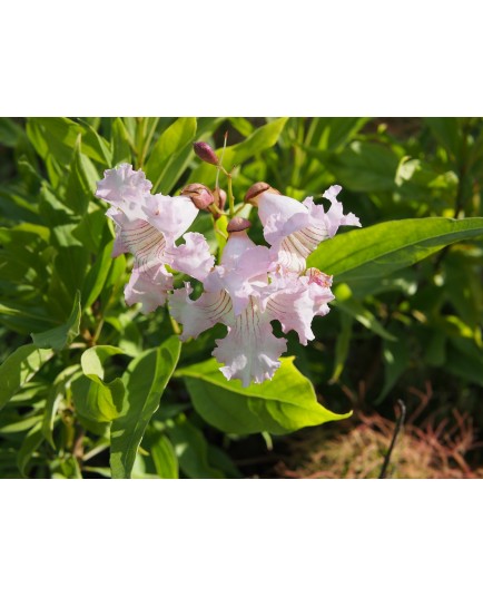 Chitalpa x tashkentensis 'Summerbells'