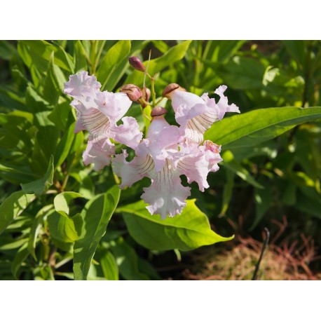 Chitalpa x tashkentensis 'Summerbells'