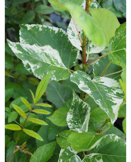 Populus candicans x 'Aurora' - peuplier panaché