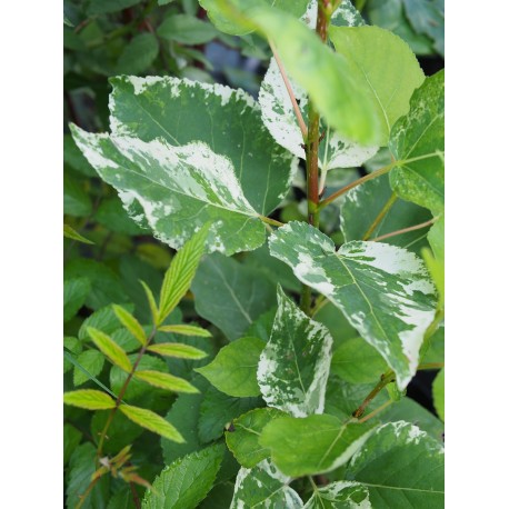 Populus candicans x 'Aurora' - peuplier panaché