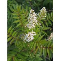 Sorbaria sorbifolia 'Sem'® - sorbaire