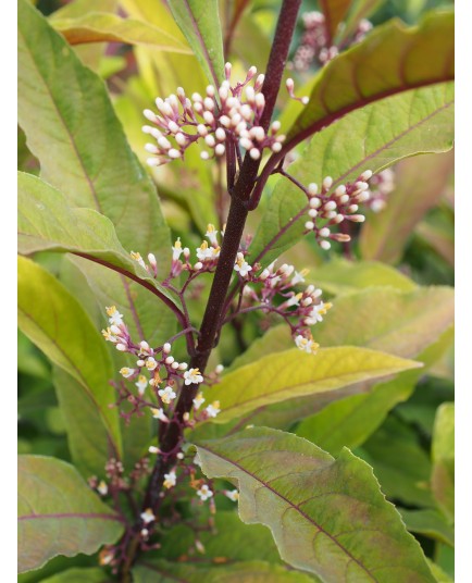 Callicarpa kwangtungensis