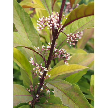 Callicarpa kwangtungensis