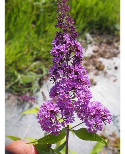 Buddleja davidii 'Camberwell Beauty' - arbuste aux papillons