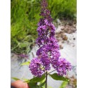 Buddleja davidii 'Camberwell Beauty' - arbuste aux papillons