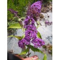 Buddleja davidii 'Camberwell Beauty' - arbuste aux papillons