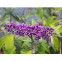 Buddleja davidii 'Camberwell Beauty' - arbuste aux papillons