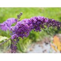 Buddleja davidii 'Empire Blue' - Arbre aux Papillons