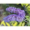 Buddleja davidii 'Empire Blue' - Arbre aux Papillons