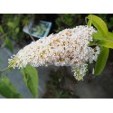 Buddleja davidii 'White Profusion'- Arbre aux Papillons