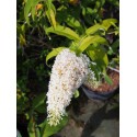 Buddleja davidii 'White Profusion'- Arbre aux Papillons