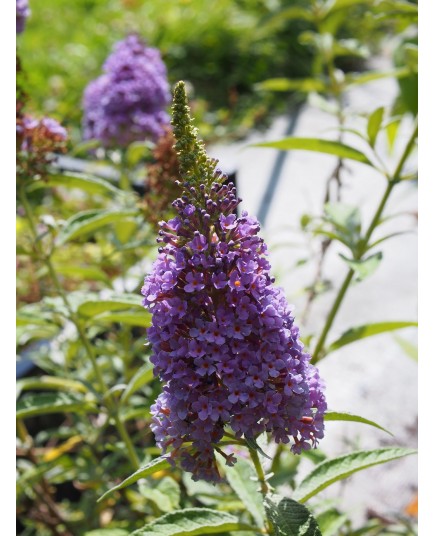 Buddleja 'Summer Sky Blue' ®