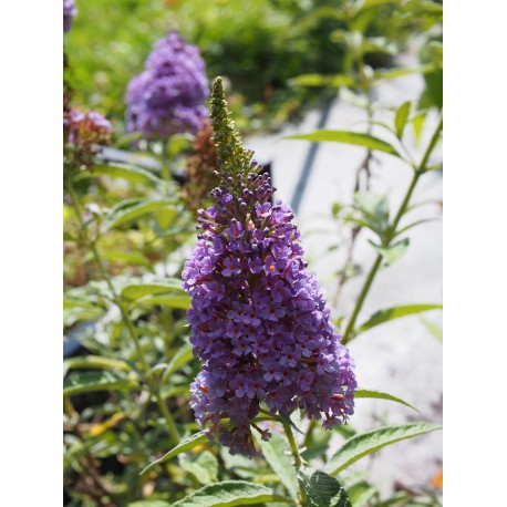 Buddleja 'Summer Sky Blue' ®