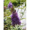 Buddleja 'Summer Sky Blue' ®