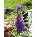 Buddleja 'Summer Sky Blue' ®