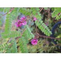 Indigofera heterantha - indigotier