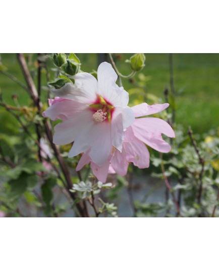 Lavatera clementii x 'Barnsley' - lavatère en arbre, lavatère arbustive,