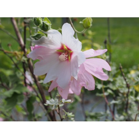 Lavatera clementii x 'Barnsley' - lavatère en arbre, lavatère arbustive,