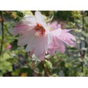 Lavatera clementii x 'Barnsley' - lavatère en arbre, lavatère arbustive,