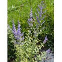 Perovskia atriplicifolia 'Lacey Blue'® - Spirée d'afghanistan