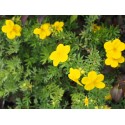 Potentilla fruticosa 'Goldfinger' - potentille arbustive naine