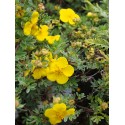 Potentilla fruticosa 'Goldteppich' - potentille tapissante