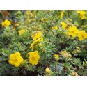 Potentilla fruticosa 'Goldteppich' - potentille tapissante