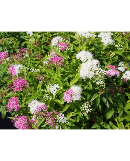 Spiraea japonica 'Shirobana' - Spirée du Japon