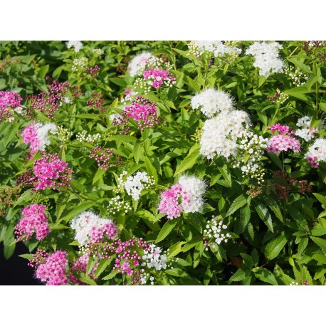 Spiraea japonica 'Shirobana' - Spirée du Japon