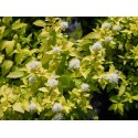 Spiraea japonica 'White Gold'