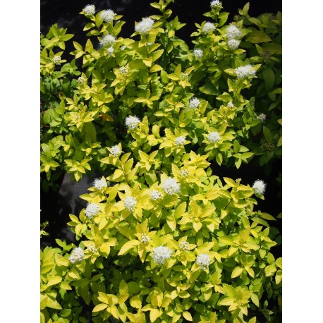 Spiraea japonica 'White Gold'