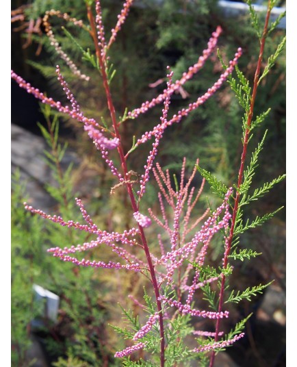 Tamarix ramosissima 'Pink Cascade' -Tamaris