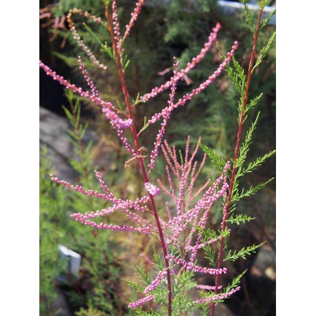 Tamarix ramosissima 'Pink Cascade' -Tamaris