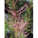 Tamarix ramosissima 'Pink Cascade' -Tamaris