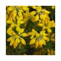 Genista hispanica - genêts d'Espagne,