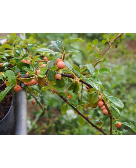 Cotoneaster dammeri 'Miranda'