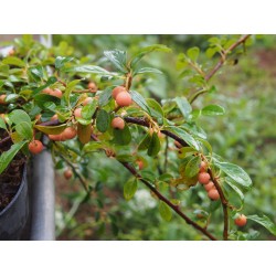 Cotoneaster dammeri 'Miranda'